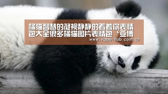 橘猫智慧的凝视静静的看着你表情包大全很多橘猫图片表情包‘亚博官网’(图1) 亚博平台